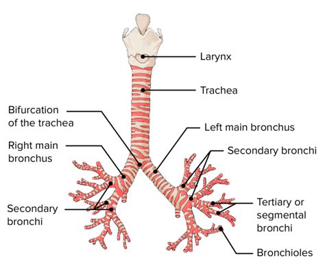 Bronchial Tree Anatomy Concise Medical Knowledge