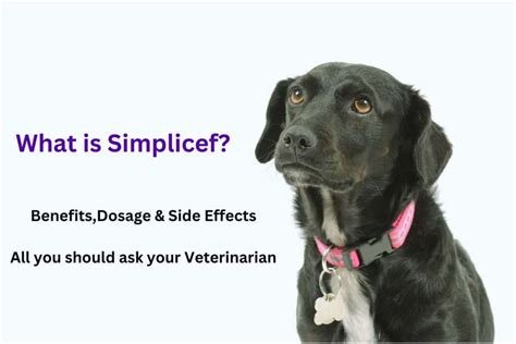 Simplicef Antibiotics For Dogs