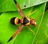 Large Wasp Images