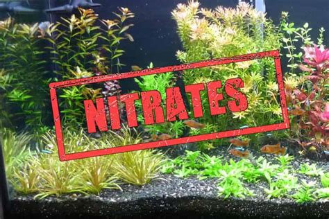 Everything About Nitrates In Planted Tanks Shrimp And Snail Breeder