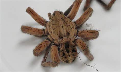 Need pest control in northern ca? Help me… I have spiders in my house!!!! | Pest Control ...