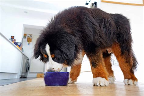 How Much To Feed A Bernese Mountain Dog Feeding Chart