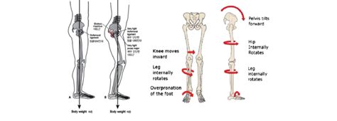Lower body diagram wiring diagrams data. The structure of the lower body parts with joint movements ...
