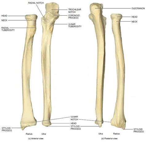 You can use learn mode and. 37 best Bone Up images on Pinterest | Anatomy, Anatomy ...