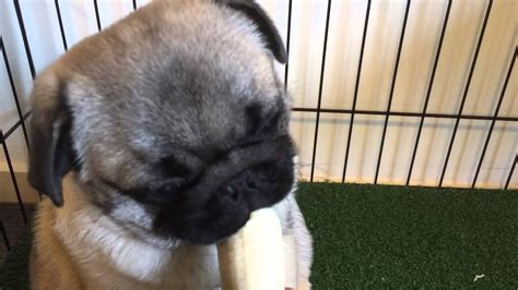 Pug Eating A Banana Youtube