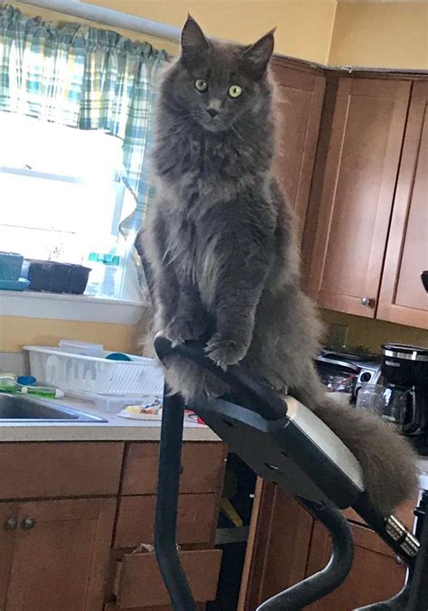 Some are amusing, some are fantastic flights of fantasy and some are merely plausible. Russian blue Maine coon | Cats Amino