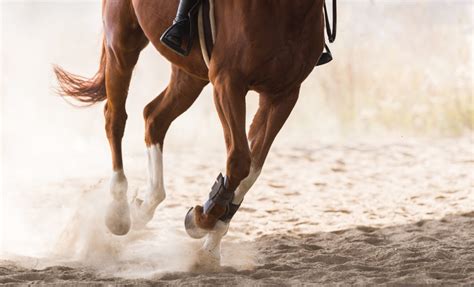Tendinite ( inflammation des tendons ). L'ARTHROSE CHEZ LE CHEVAL - Nacricare