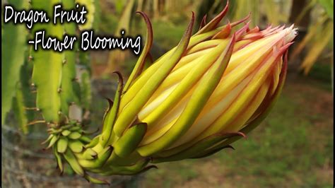 Dragon Fruit Flower Blooming Season Youtube