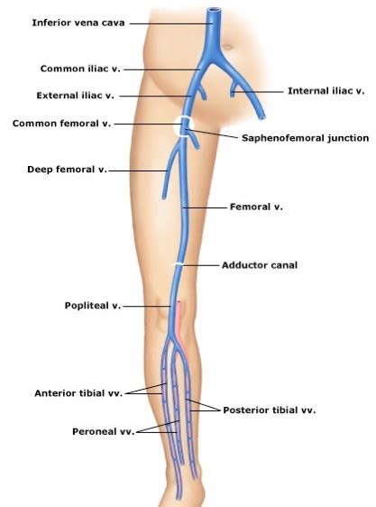 Proximal Superficial Femoral Vein