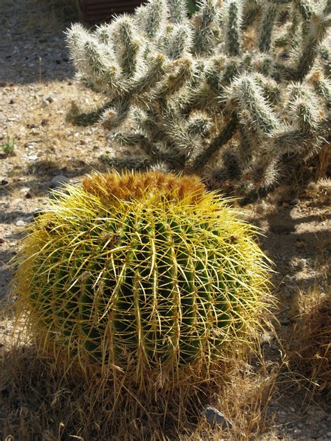 How do you plant cactus seed? Roadrunners and Figgy Pudding: Surly Sit-upons -- barrel ...