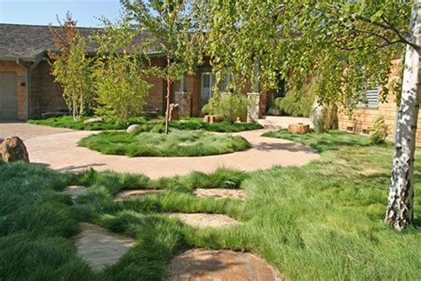 No Mow Drought Tolerant Grass Backyard Grass Landscaping Modern