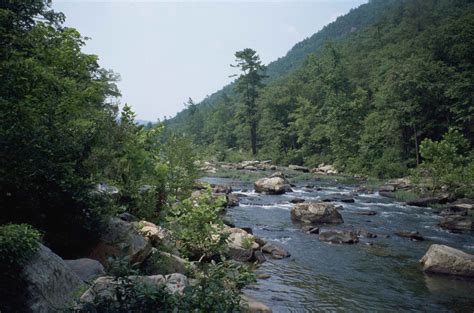 Free Picture Fast Mountain River Flowing Conifer Forest