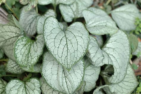 Brunnera Macrophylla ‘silver Heart