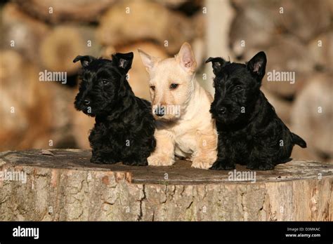 Dog Scottish Terrier Scottie Three Puppies Different Colors Sitting