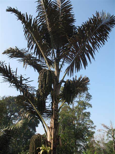 Gambar Pohon Aren Atau Enau - Gambar Bagian Tumbuhan