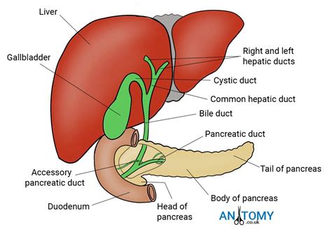 What are the four functional groups of liver components? Gallbladder And Pancreas Anatomy