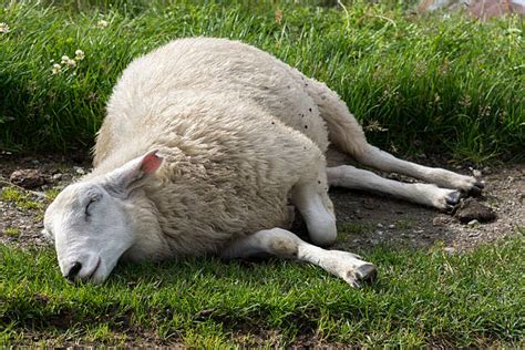 Royalty Free Sheep Lying Down Pictures Images And Stock Photos Istock