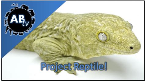 Project Reptile Snakebytestv Animalbytestv Youtube