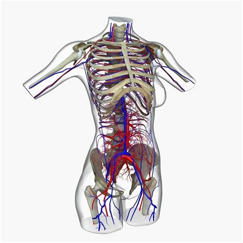 Woman Torso Anatomy 3d Model Cgtrader