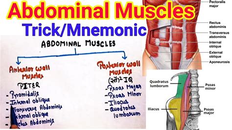 Trickmnemonic To Learn Abdominal Wall Muscles Anterior And Posterior