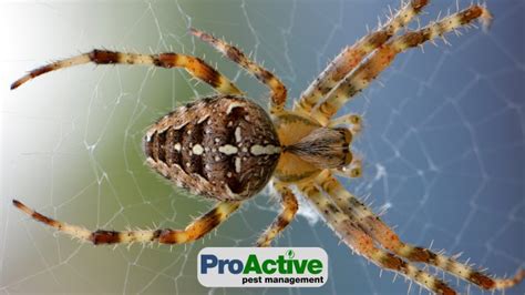 Common Spiders In The Midwest Proactive Pest Management