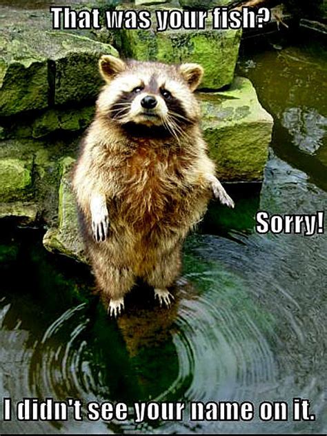 Raccoon Funny Animal Humor Photo 20225755 Fanpop