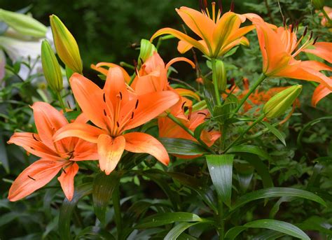 35 Types Of Orange Flowers Identification And Photos