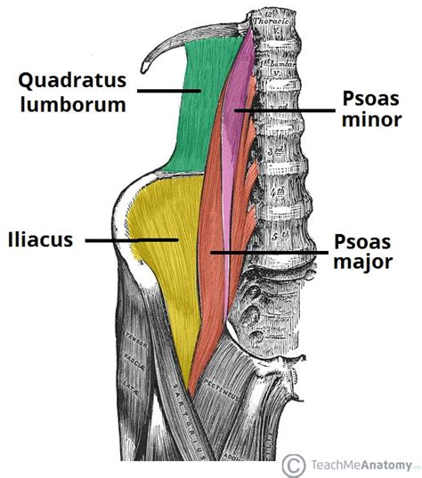 The Posterior Abdominal Wall Muscles Fascia Teachmeaatomy