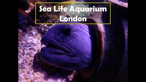 Sea Life London Aquarium Toursea Life Centre Youtube