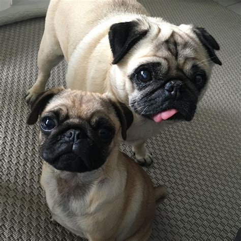 Pin By Tristan On Pugs Cute Pug Puppies Baby Pugs Cute Pugs