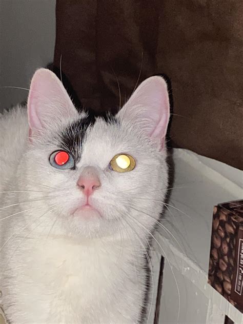 My Cats Eyes Glow Different Colours Under Flash Since She Has