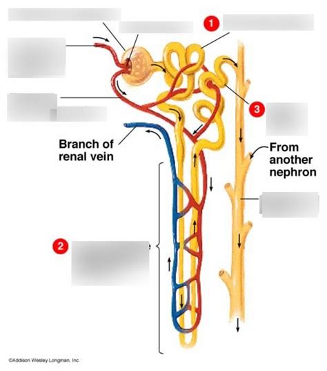 Nephron Homeostasis Diagram Quizlet