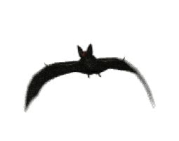 Flying Bat Gif