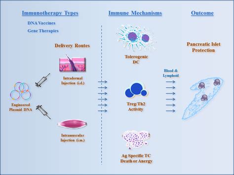 A wide variety of immunizing agents has been developed. DNA Immunotherapies for Type 1 Diabetes | IntechOpen
