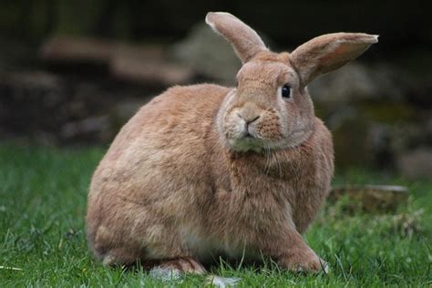 Rabbit Bunny Animal · Free Photo On Pixabay