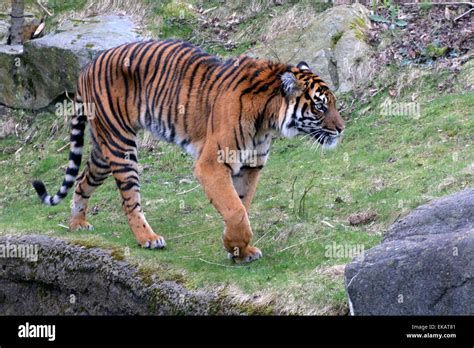 Sumatra Tiger Prowling Hi Res Stock Photography And Images Alamy