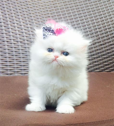 Persian Cats For Sale Chicago Il 233437 Petzlover