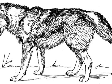 1000 x 1303 · 144 kb · gif. Wolf Coloring Pages To Print at GetDrawings | Free download
