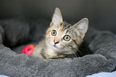 It can take up to four hours for the available pets listed here to update, so please revisit this page frequently. Heritage Humane Society uses coupons in kitten adoption ...