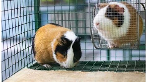 The Ideal Guinea Pig Cage Expert Tips For Choosing The Perfect Home