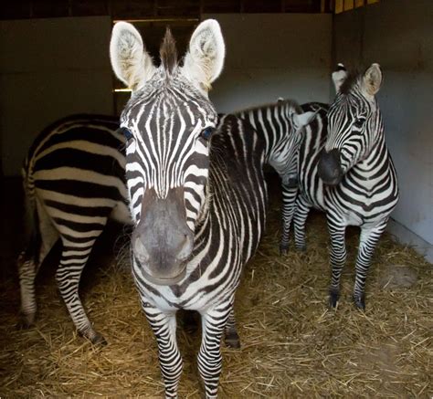 Dartmoor Zoo New Zebra Settling In Nicely