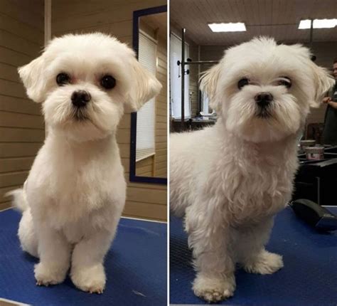 30 Best Maltese Haircuts For Dog Lovers Page 5 The Paws