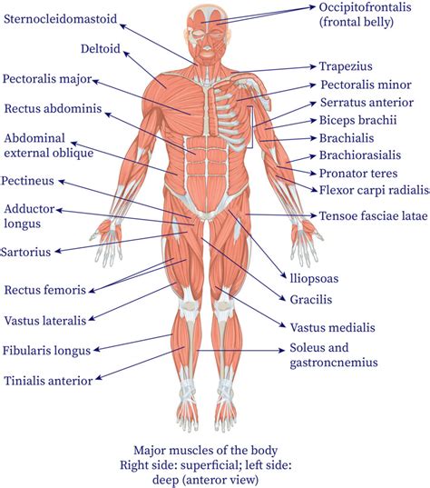 Musculoskeletal System Bartleby