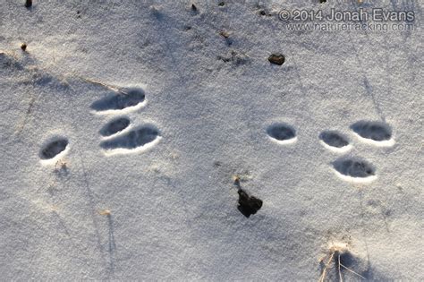 Animal Tracks Identification In Snow