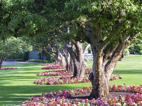 Planting Under An Oak Tree What Can You Plant Under Oak Trees