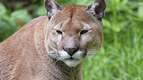 I assume that my cat does not produce necessary enzymes that can break down cellulose and like fructose and stuff, but i can't seem to find an exact answer anywhere on the internet. Wallpaper puma, predator, big cat, muzzle, grass, glance ...