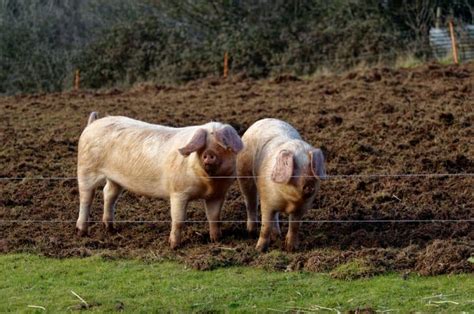 American Landrace Pig Breed Information And Guide