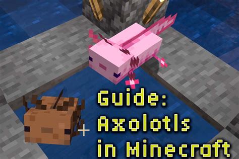 Guide How To Breed Axolotls In Minecraft
