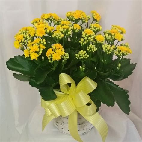 Sep 28, 2021 · terrance r. Shaw Florists:: Grand Rapids Flower Delivery :: Shaw ...