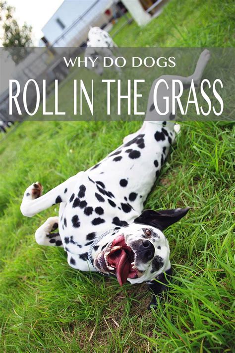 Dogs enjoy rolling in grass for many reasons. Why Do Dogs Roll In Grass When You Take Them Outside